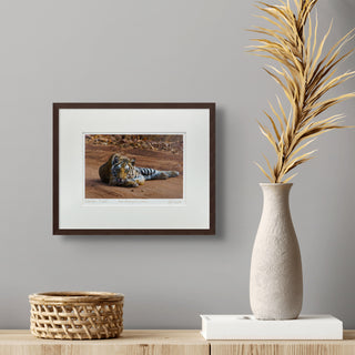 "Young Bengal Tiger" Fine Art Giclée Print
