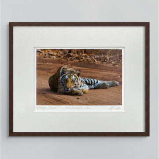 "Young Bengal Tiger" Fine Art Giclée Print