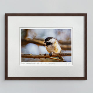 Black-Capped Chickadee Vibrant Collection Signed Giclée Print