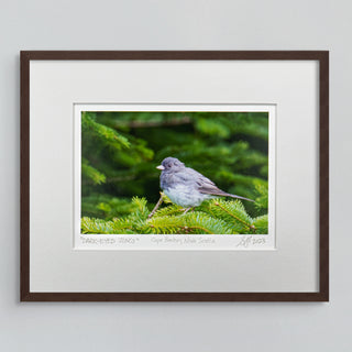 "Dark-Eyed Junco" Fine Art Giclée Print
