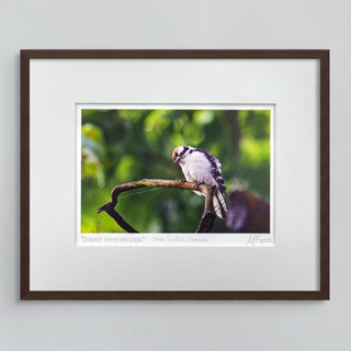 "Downy Woodpecker" Fine Art Giclée Print