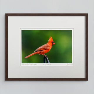 "Male Northern Cardinal" Fine Art Giclée Print
