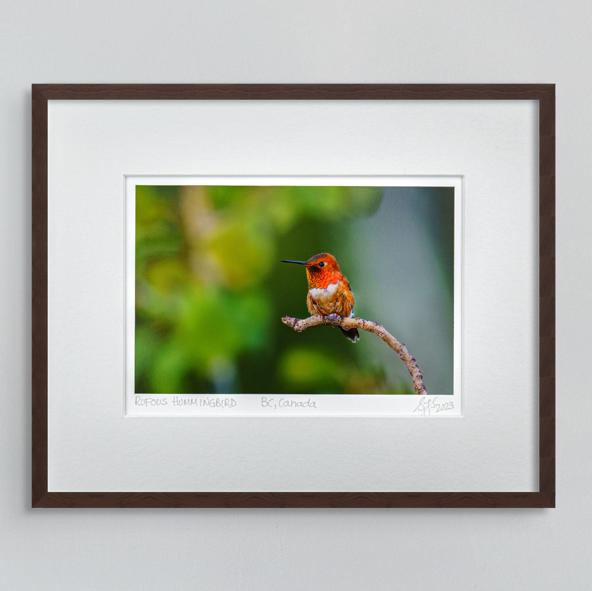 "Perched Rufous Hummingbird" Fine Art Giclée Print