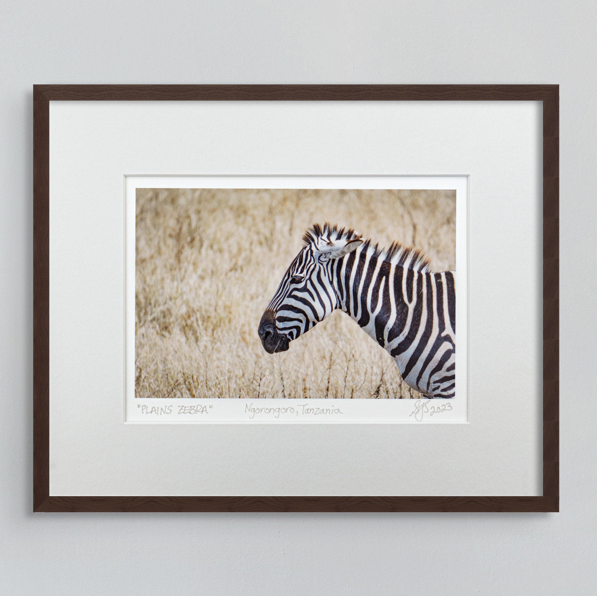 Plains Zebra Vibrant Collection Signed Giclee Print