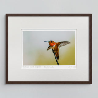 "Rufous Hummingbird Taking Flight" Fine Art Giclée Print