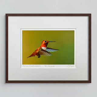 "Rufous Hummingbird in Flight II" Fine Art Giclée Print