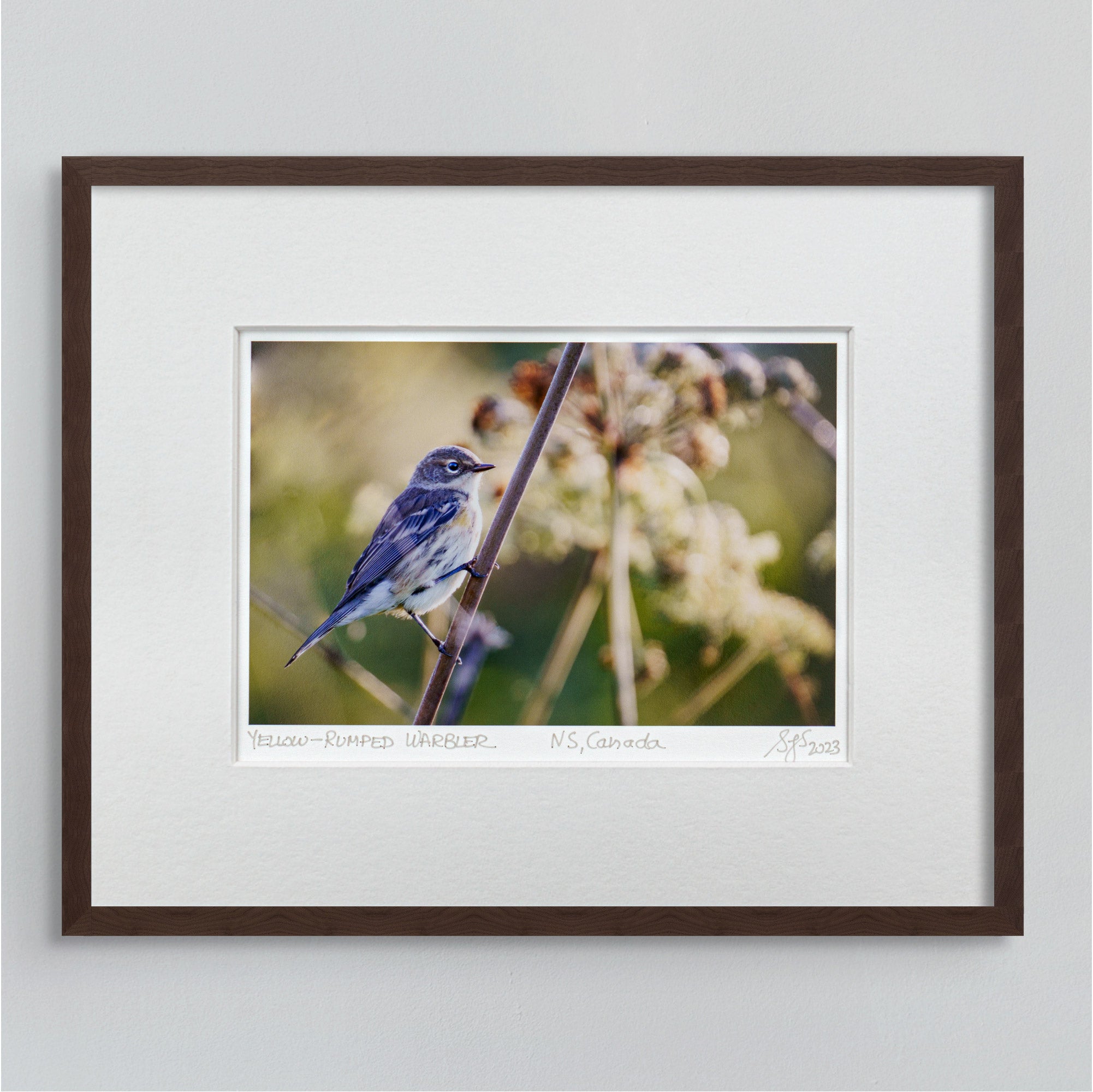 "Yellow-Rumped Warbler" Fine Art Giclée Print