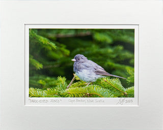 "Dark-Eyed Junco" Fine Art Giclée Print