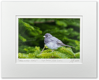 "Dark-Eyed Junco" Fine Art Giclée Print