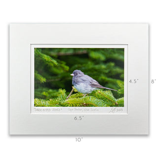 "Dark-Eyed Junco" Fine Art Giclée Print