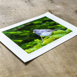 Angled view unmatted signed colour giclee print of wildlife photograph of dark-eyed junco lying flat on wooden surface