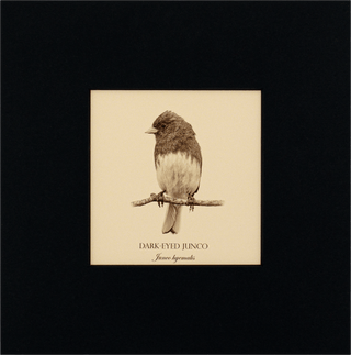 "Dark-Eyed Junco" Fine Art Giclée Print