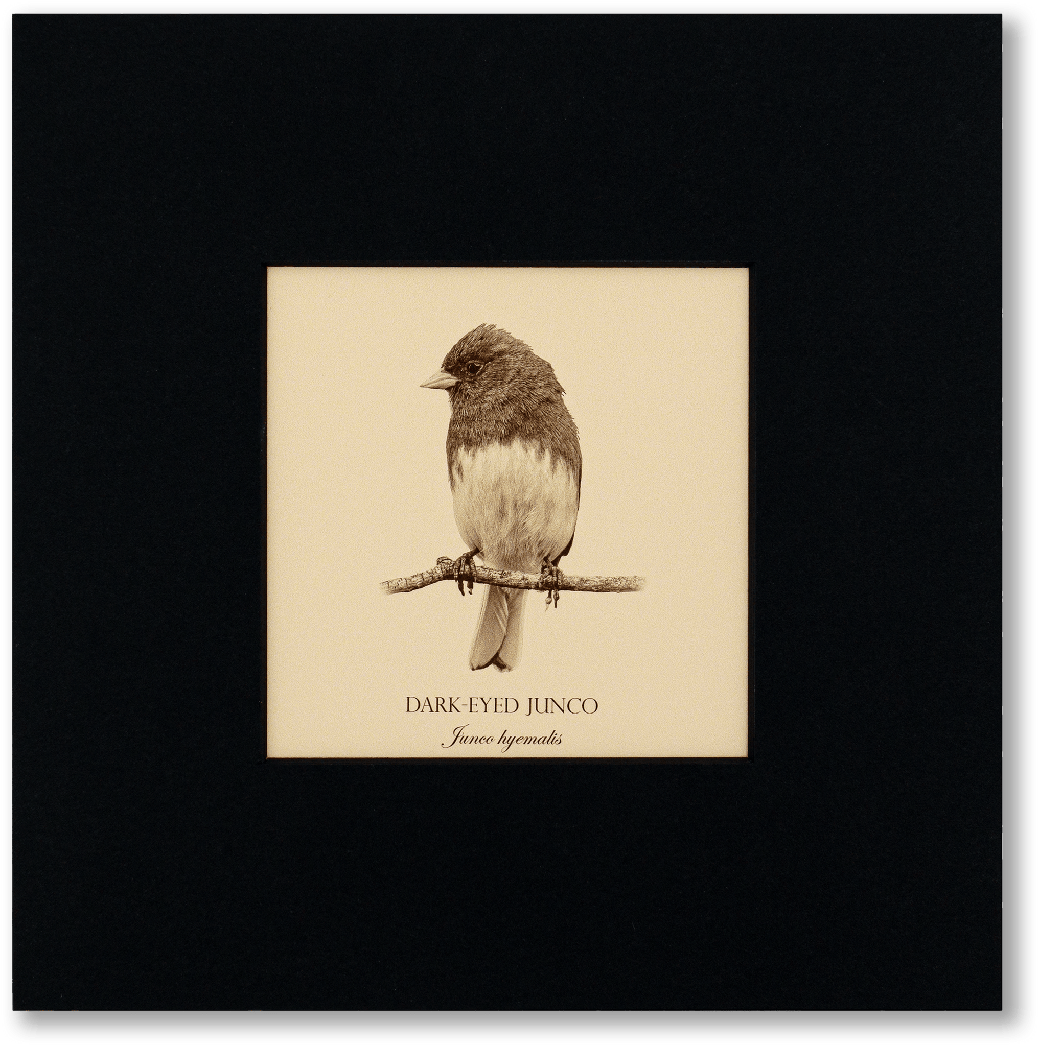 "Dark-Eyed Junco" Fine Art Giclée Print