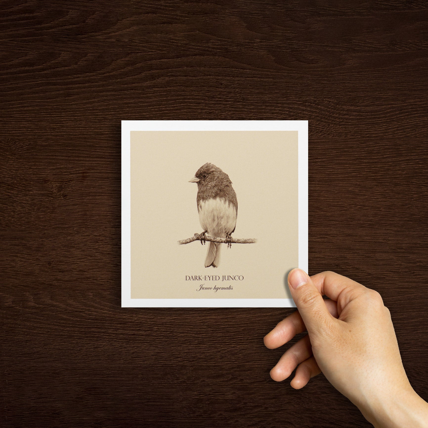 "Dark-Eyed Junco" Fine Art Giclée Print