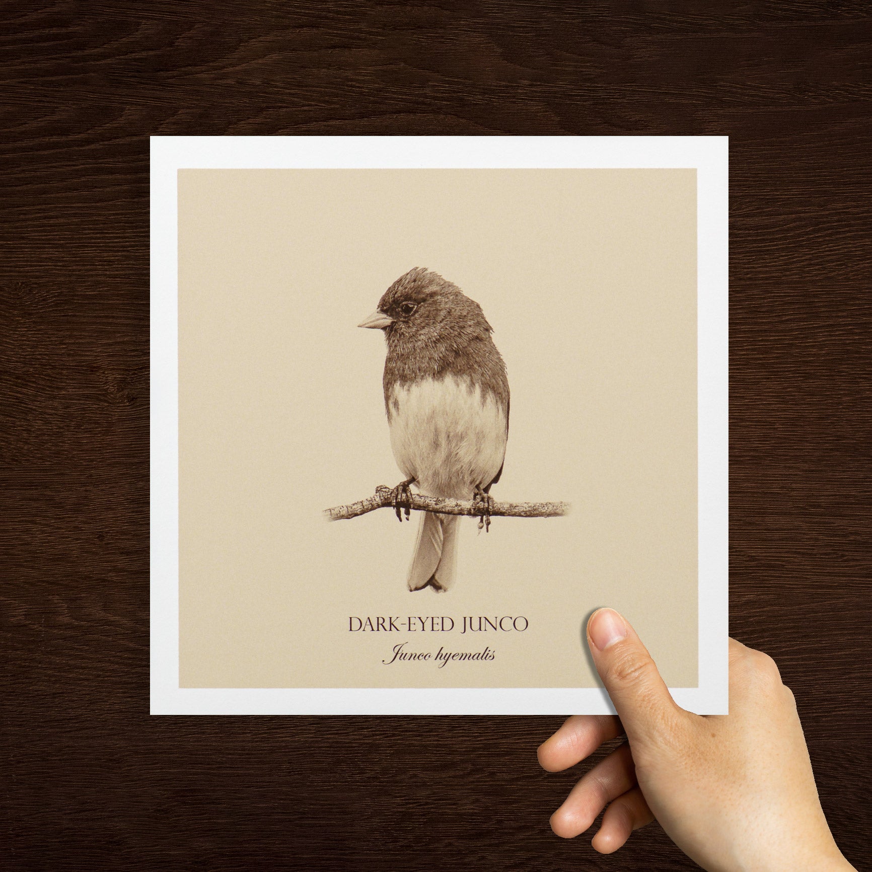 "Dark-Eyed Junco" Fine Art Giclée Print