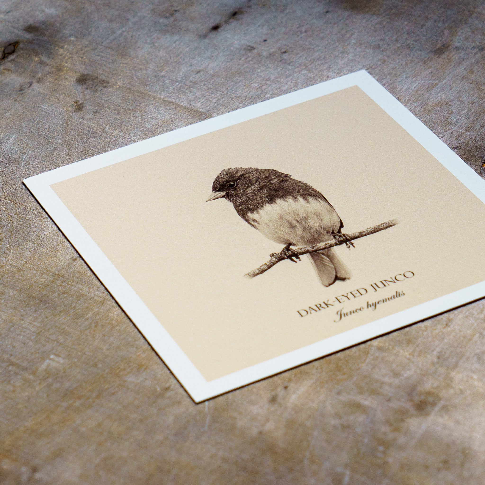 "Dark-Eyed Junco" Fine Art Giclée Print