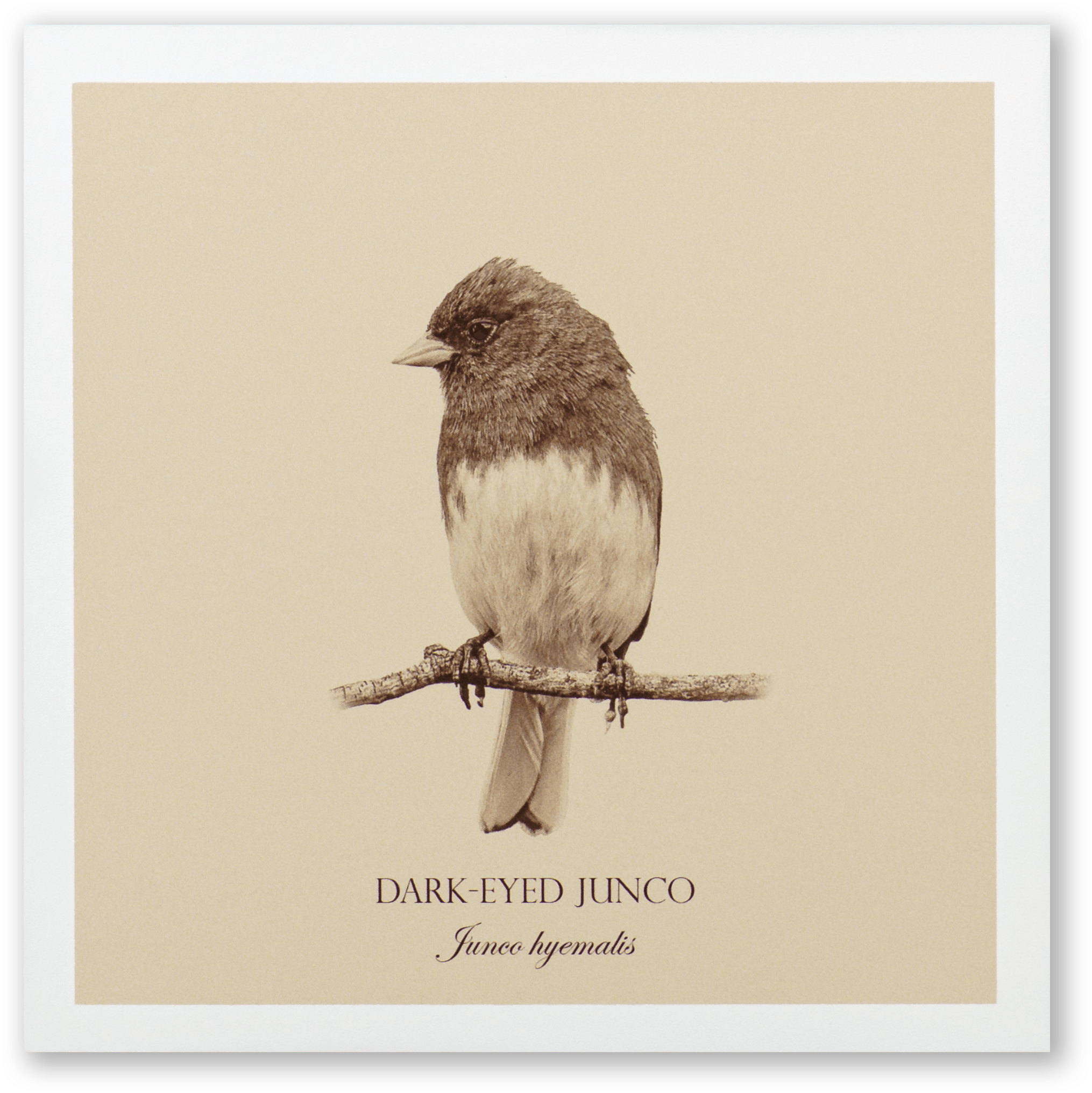 "Dark-Eyed Junco" Fine Art Giclée Print