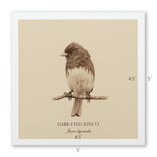 "Dark-Eyed Junco" Fine Art Giclée Print