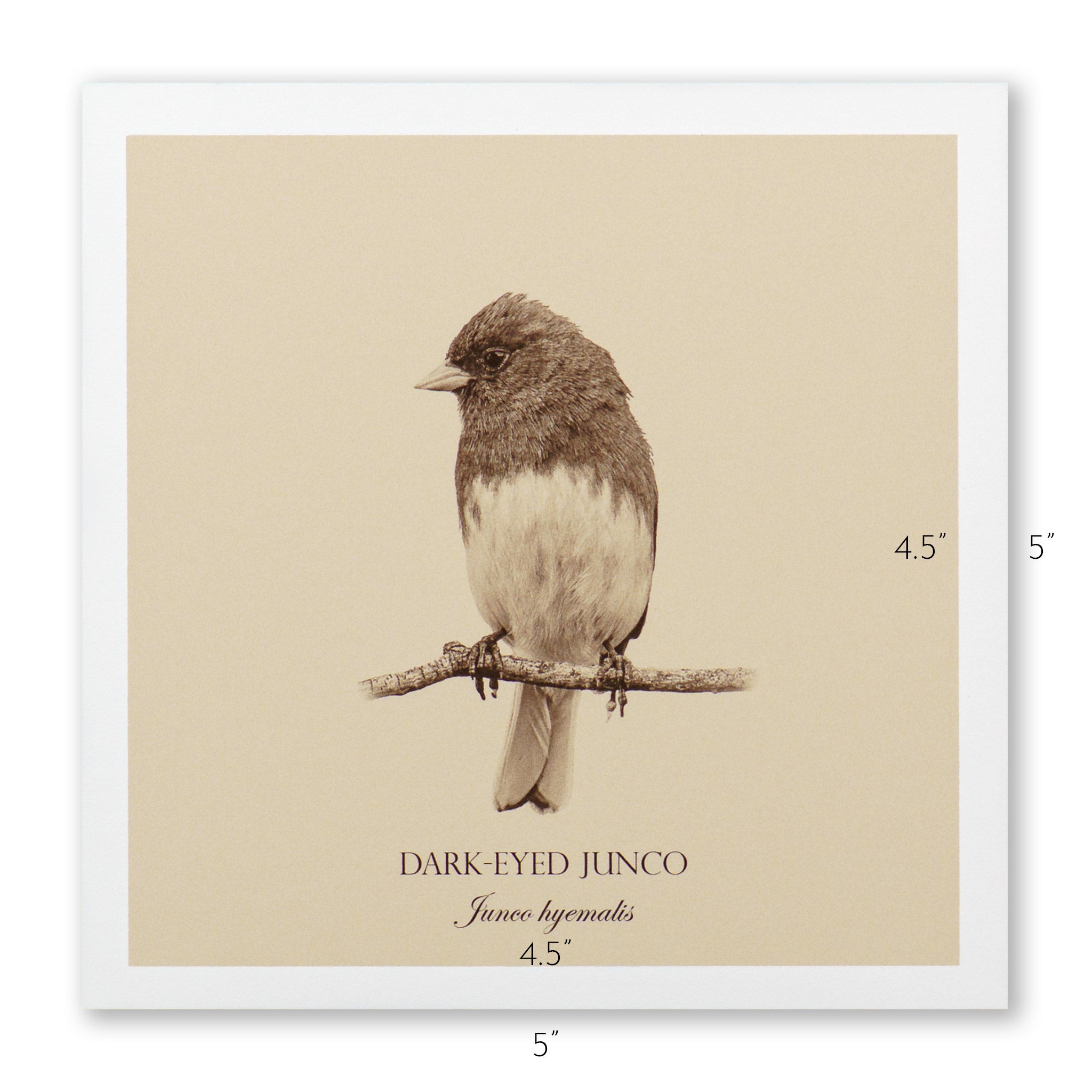 "Dark-Eyed Junco" Fine Art Giclée Print