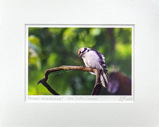 "Downy Woodpecker" Fine Art Giclée Print