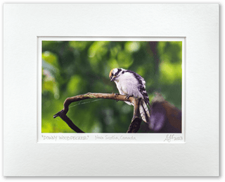 "Downy Woodpecker" Fine Art Giclée Print