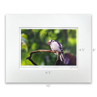"Downy Woodpecker" Fine Art Giclée Print