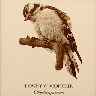 Close up of vintage style print of a downy woodpecker showing bird detail and common and latin name