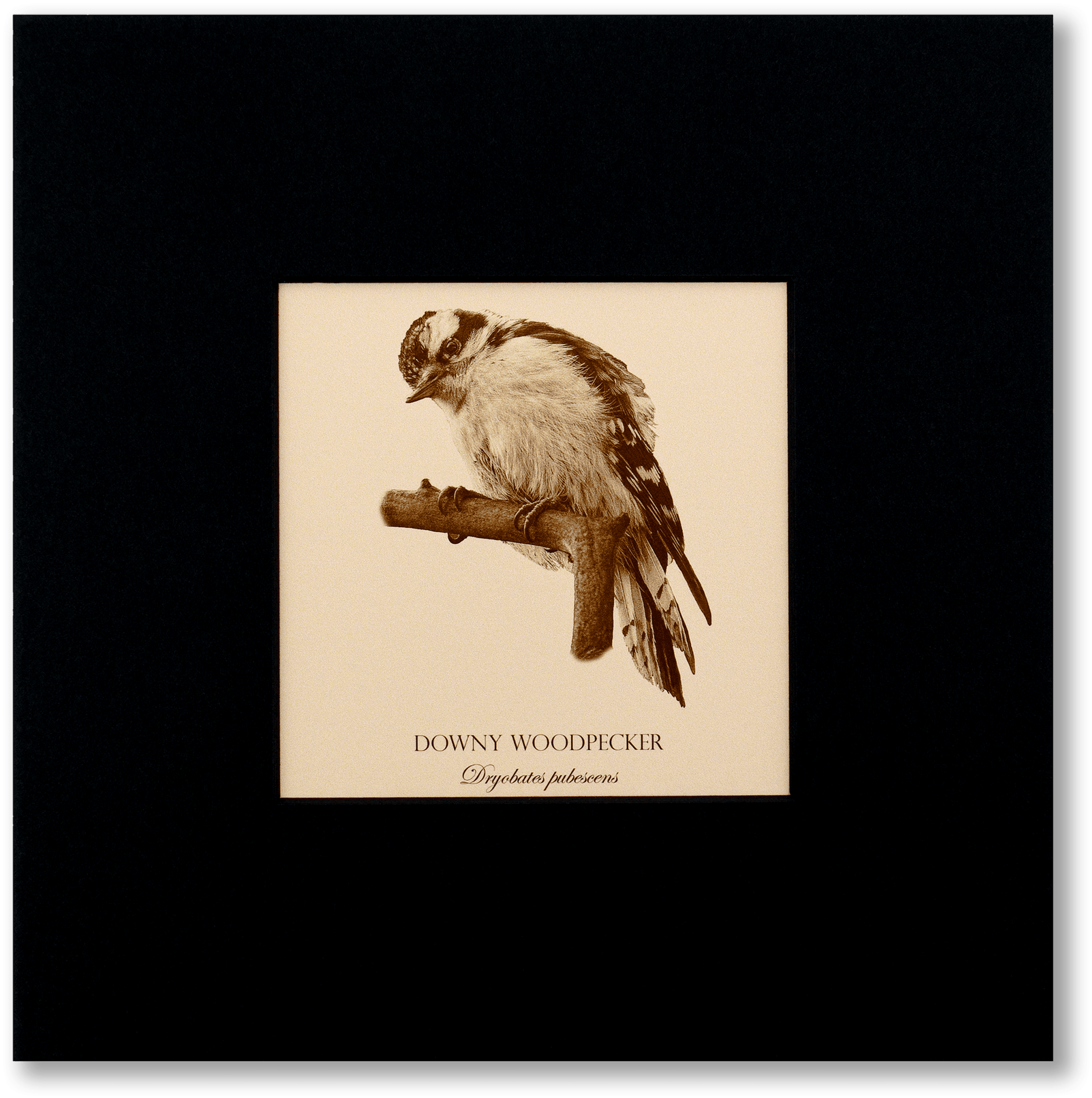 "Downy Woodpecker" Fine Art Giclée Print