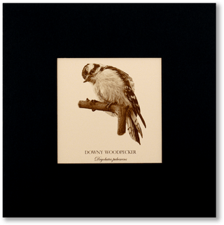 "Downy Woodpecker" Fine Art Giclée Print