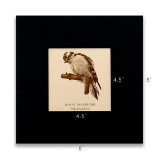 "Downy Woodpecker" Fine Art Giclée Print