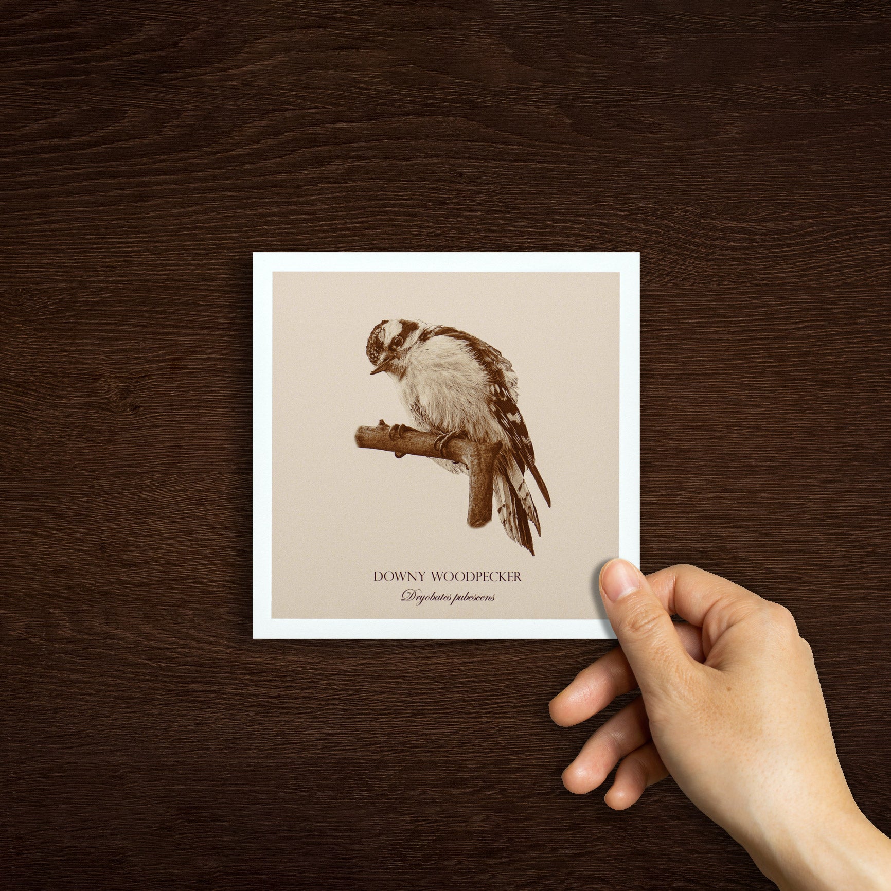 "Downy Woodpecker" Fine Art Giclée Print