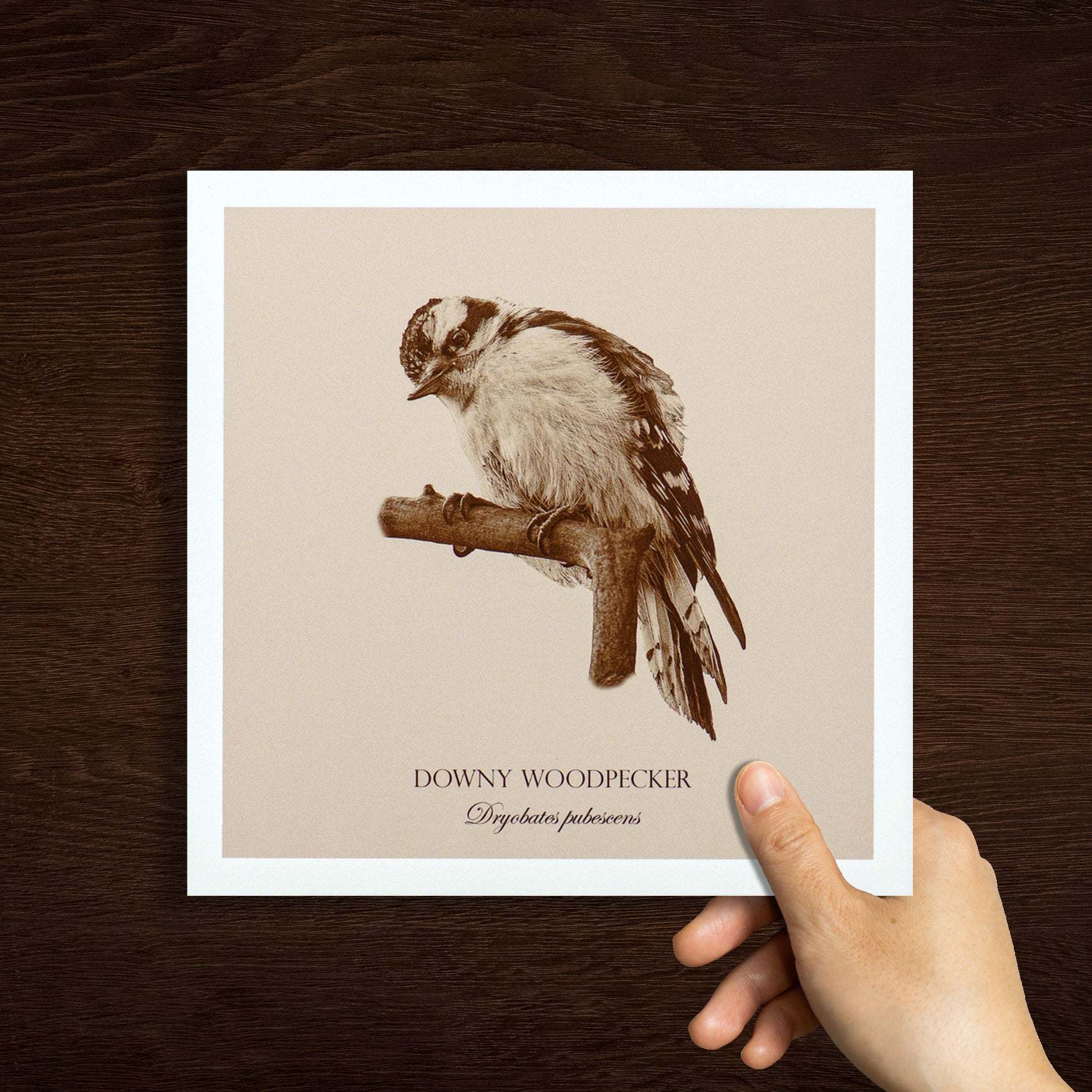 "Downy Woodpecker" Fine Art Giclée Print