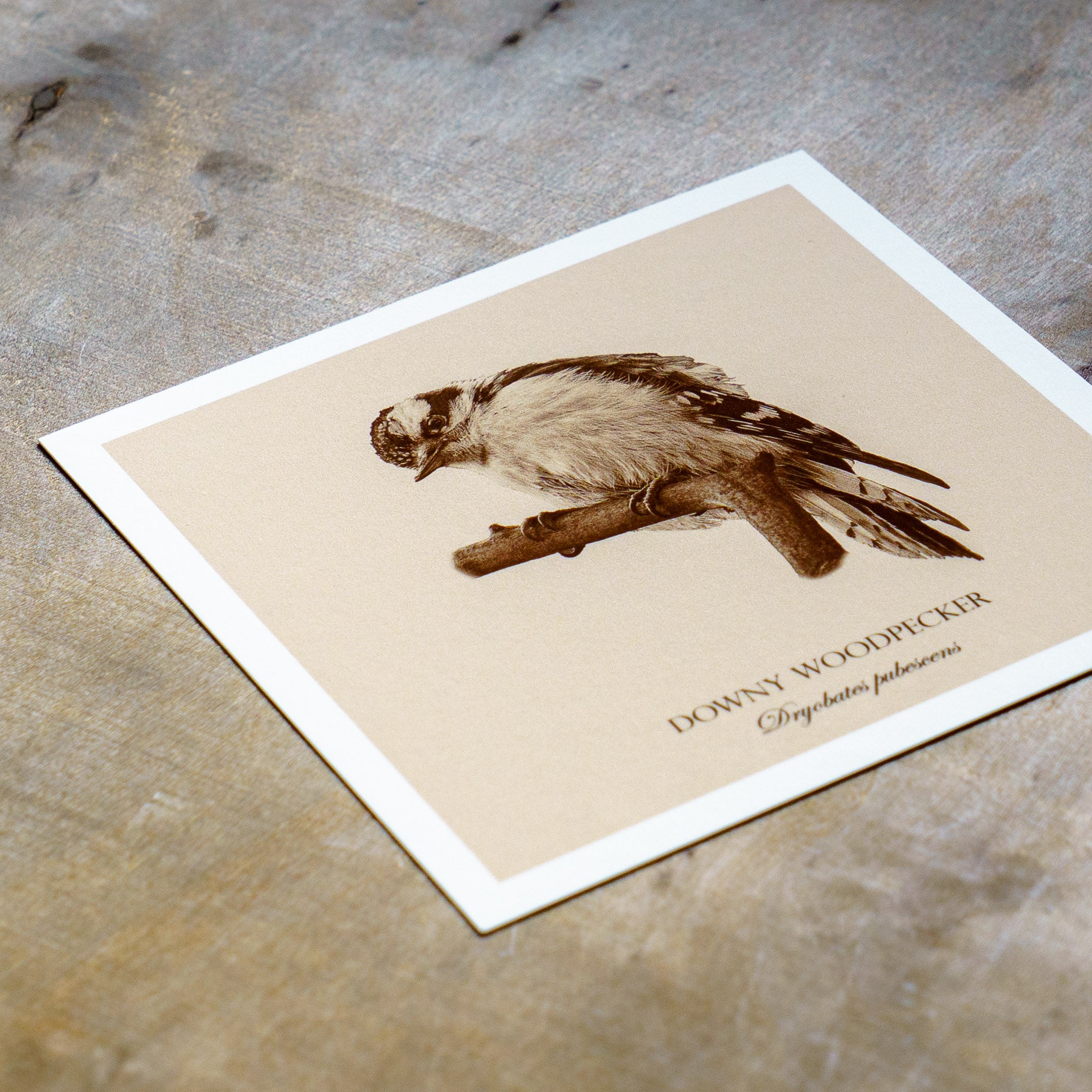 "Downy Woodpecker" Fine Art Giclée Print