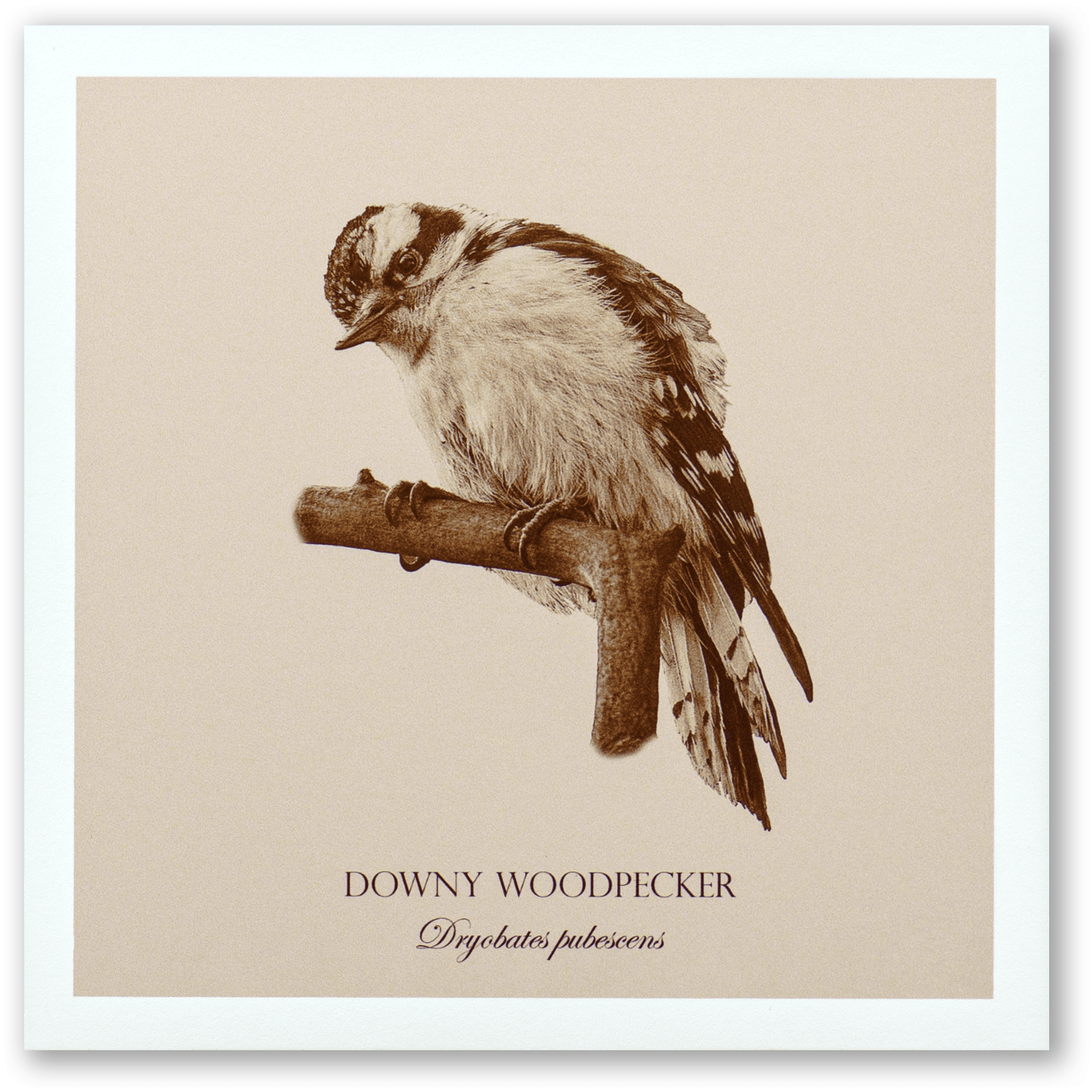 "Downy Woodpecker" Fine Art Giclée Print