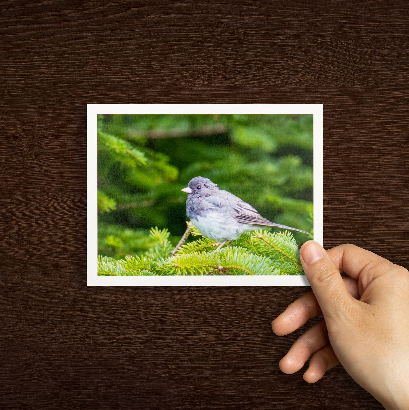 "Junco in Evergreens" Handmade Fine Art Card
