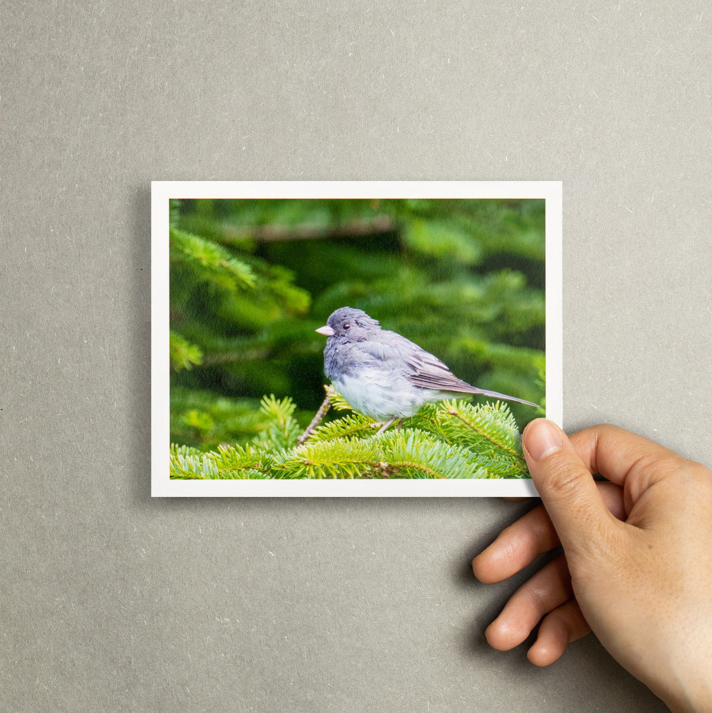 "Junco in Evergreens" Handmade Fine Art Card