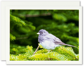 "Junco in Evergreens" Handmade Fine Art Card