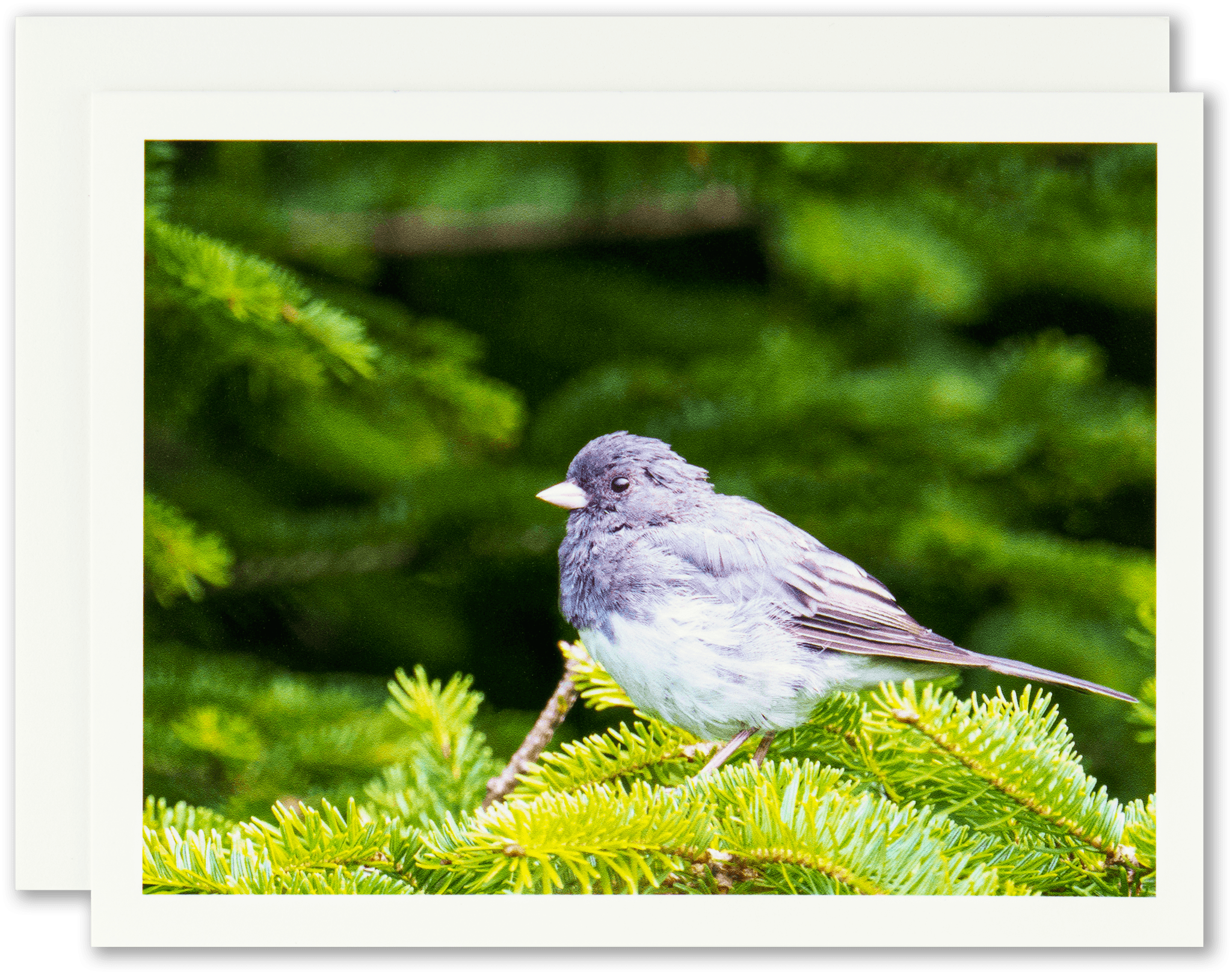"Junco in Evergreens" Handmade Fine Art Card