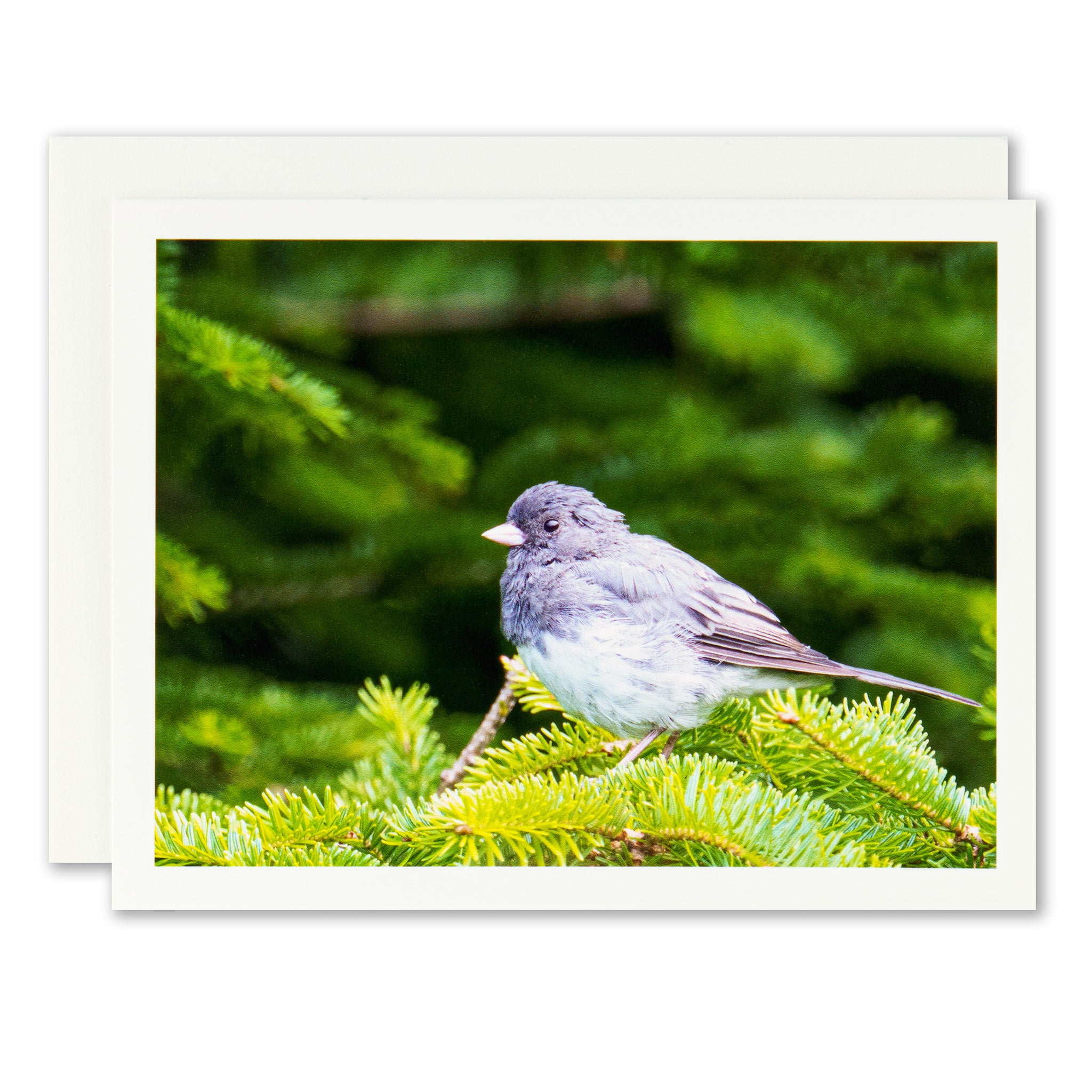 "Junco in Evergreens" Handmade Fine Art Card