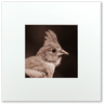 Matted Print