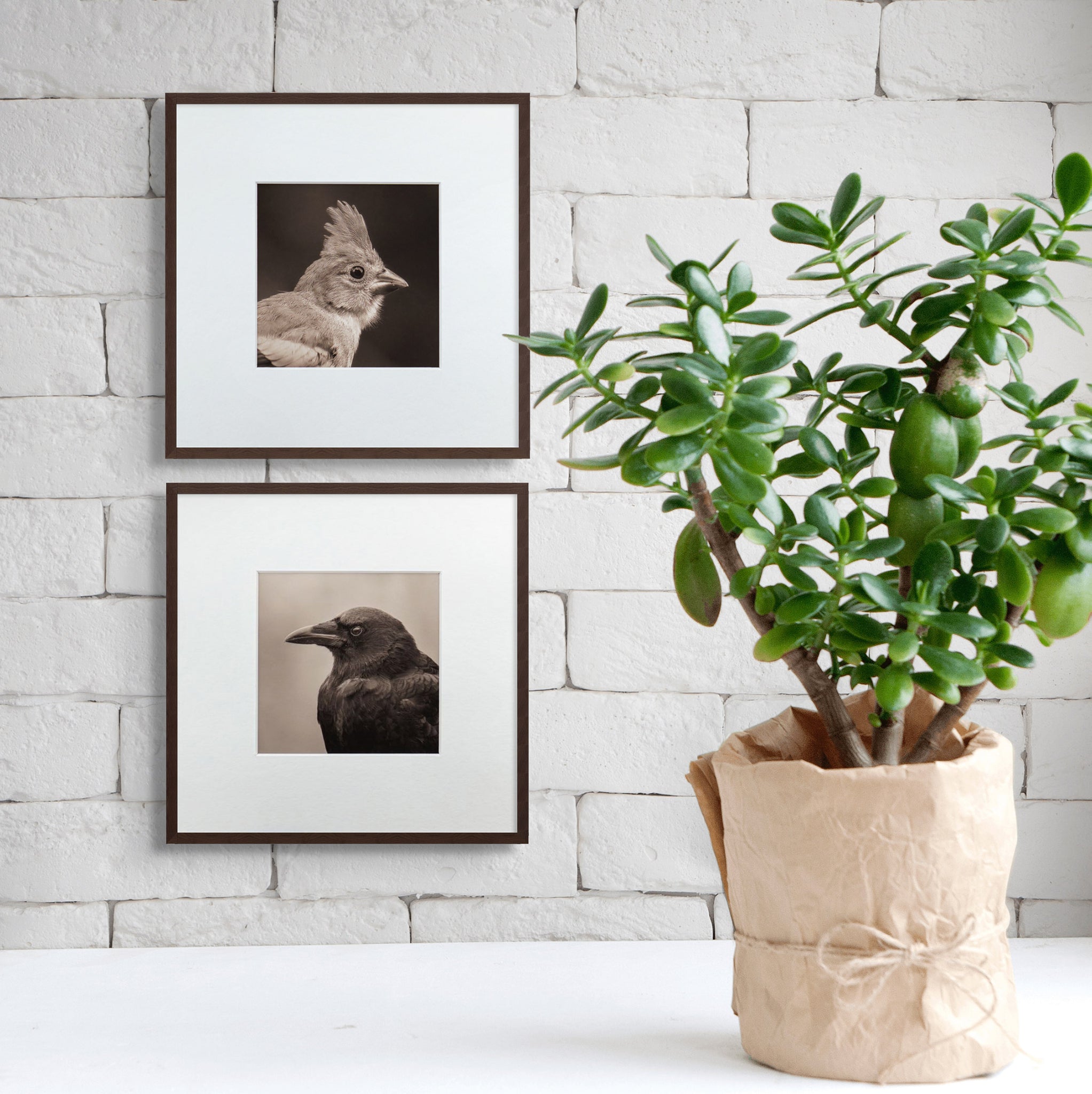 "Portrait of a Northern Cardinal" Fine Art Giclée Print