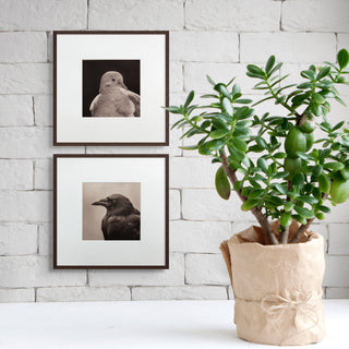 "Portrait of a Mourning Dove" Fine Art Giclée Print