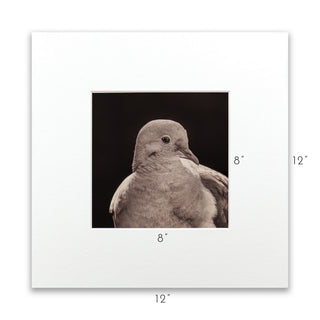"Portrait of a Mourning Dove" Fine Art Giclée Print