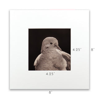 "Portrait of a Mourning Dove" Fine Art Giclée Print