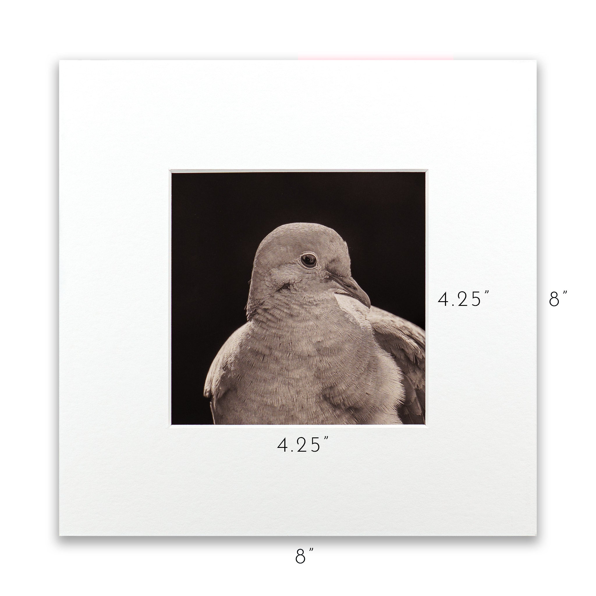 "Portrait of a Mourning Dove" Fine Art Giclée Print