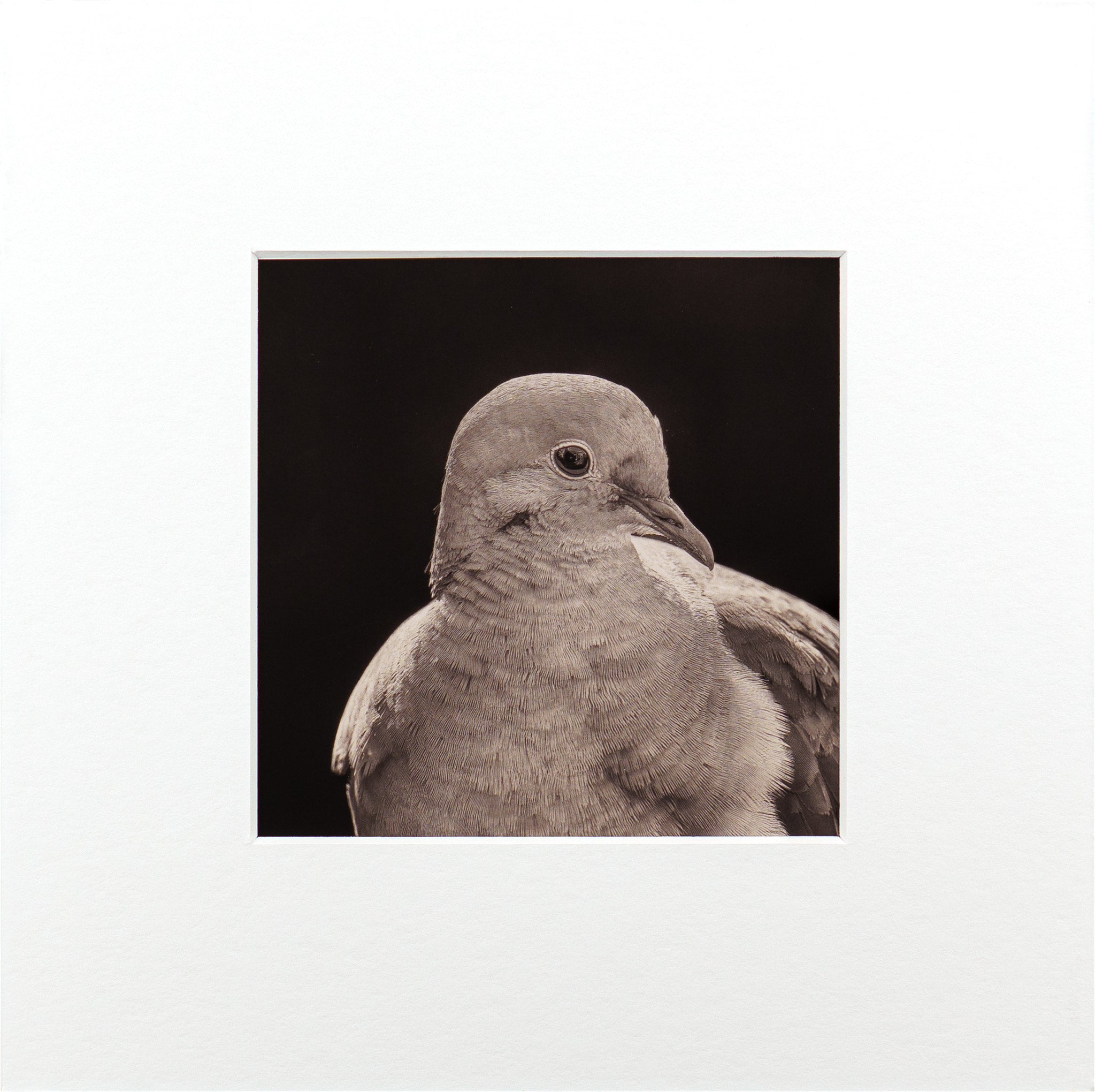 "Portrait of a Mourning Dove" Fine Art Giclée Print