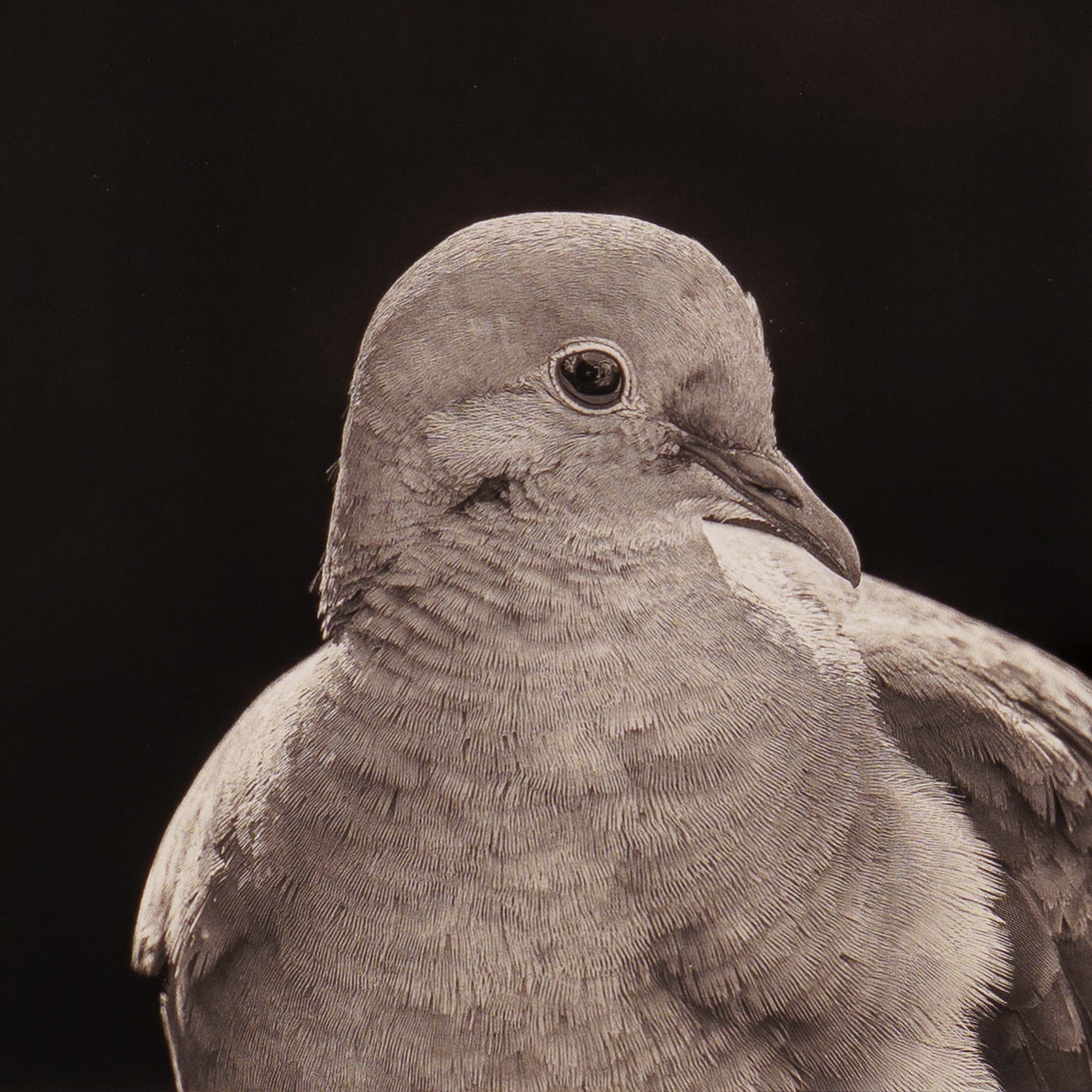"Portrait of a Mourning Dove" Fine Art Giclée Print