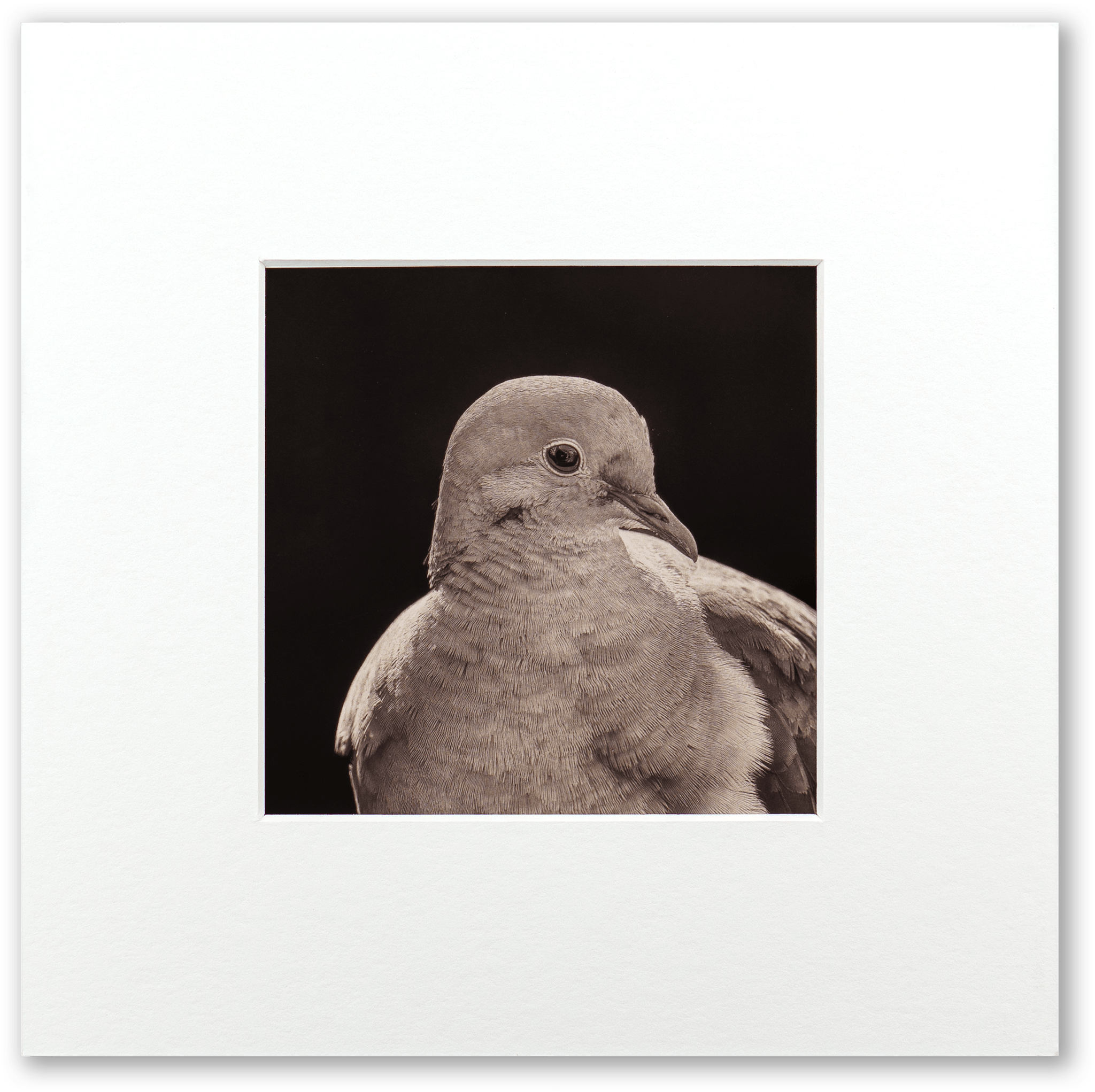 "Portrait of a Mourning Dove" Fine Art Giclée Print