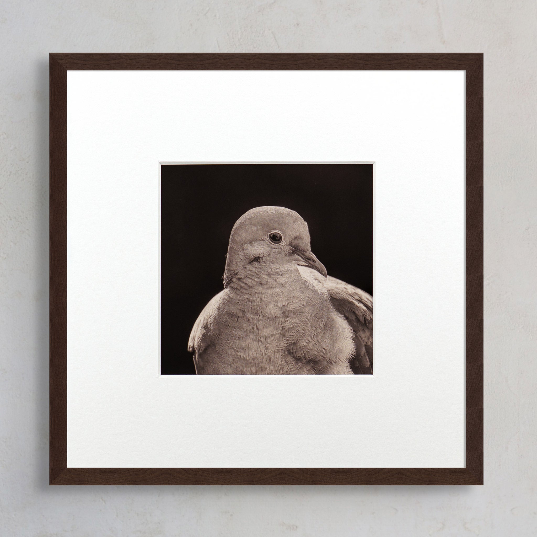 "Portrait of a Mourning Dove" Fine Art Giclée Print