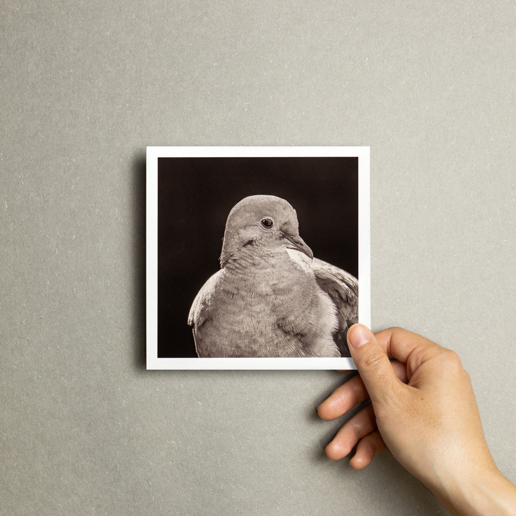 "Portrait of a Mourning Dove" Fine Art Giclée Print